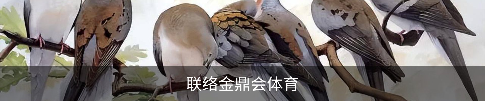 联络金鼎会体育